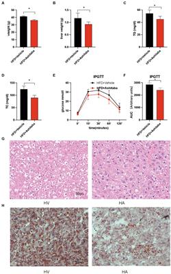 Exploring the underlying mechanisms of Ashitaba in the management of non-alcoholic fatty liver disease by integrating the analysis of transcriptomics and metabolomics